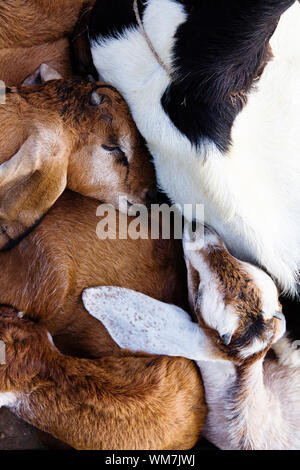 Chèvre bébé dormir à la ferme Banque D'Images