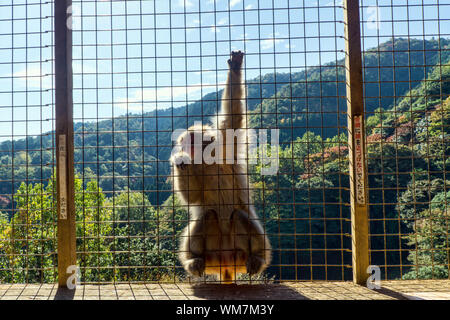 Macaque japonais au parc des singes Iwatayama Banque D'Images