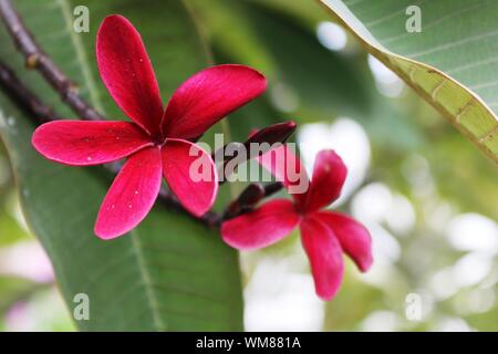 Marron marron fleur de frangipanier plumeria flower blooming Banque D'Images