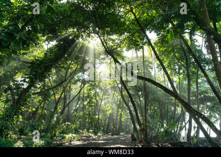 Les faisceaux lumineux brillent à travers la forêt de pluie sur randonneur - Parc national Corcovado, Costa Rica Banque D'Images