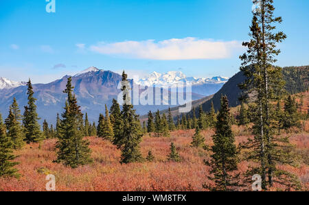 Paysage d'automne paysage avec des montagnes enneigées dans le parc national Denali, Alaska Banque D'Images