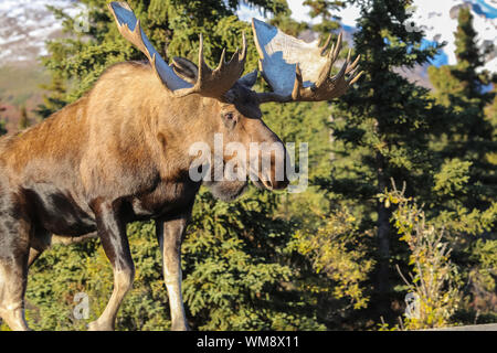 Close up of a male Moose avec d'énormes panaches de lumière en fin d'après-midi dans le parc national Denali, Alaska Banque D'Images