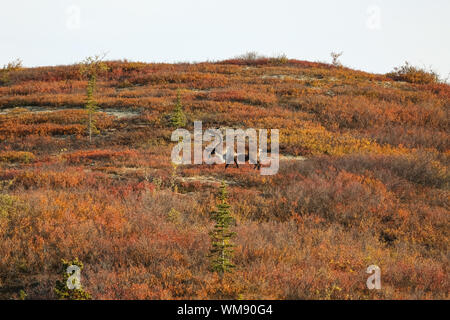 Le caribou en paysage d'automne coloré, Denali National Park, Alaska Banque D'Images