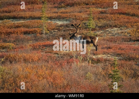 Le caribou en paysage d'automne coloré, Denali National Park, Alaska Banque D'Images