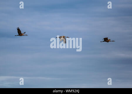 Trois grues en vol, Creamer's Field les oiseaux aquatiques migrateurs Refuge, Fairbanks, Alaska Banque D'Images