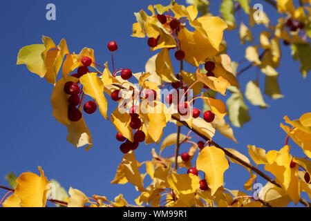 Les branches avec des feuilles et des fruits colorés sur fond de ciel bleu, Fairbanks, Alaska Banque D'Images