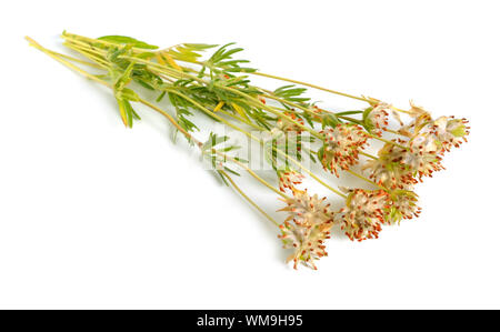 Anthyllis fleurs jaunes isolé sur fond blanc. Banque D'Images