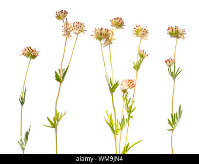Anthyllis fleurs jaunes isolé sur fond blanc. Banque D'Images