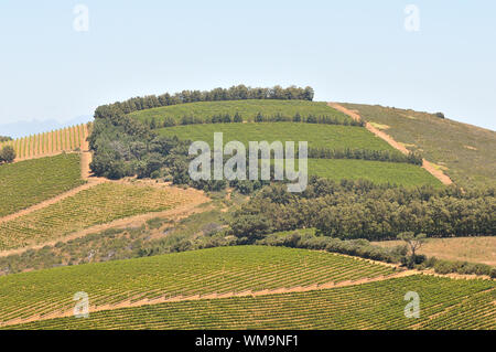 Avis de vignobles près de Sir Lowreys passent dans la province du Cap-Occidental en Afrique du Sud Banque D'Images