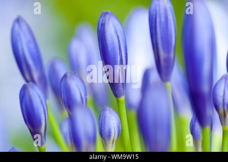 Close up of blue agapanthus fleur. Banque D'Images