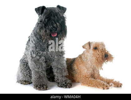 Et lakeland terrier kerry blue terrier in front of white background Banque D'Images