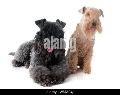 Et lakeland terrier kerry blue terrier in front of white background Banque D'Images