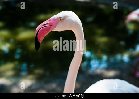 Flamants Roses sur le lac. Le concept d'animaux au zoo en Thaïlande Banque D'Images