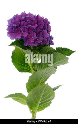 L'Hydrangea macrophylla (Lacecap normalis) isolé sur fond blanc. Banque D'Images