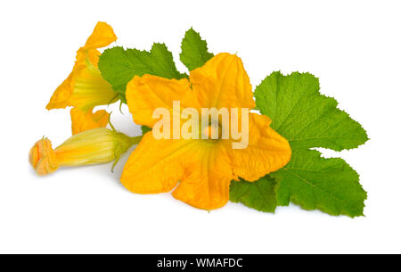 Fleurs de courgette courgette ou isolé sur fond blanc. Banque D'Images