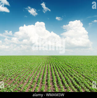 Champ vert avec le tournesol sous ciel nuageux dans le ciel bleu Banque D'Images