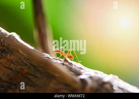 Comité permanent d'action Ant sur branche d'arbre le matin / Close up fourmi de feu à pied dans la nature de l'insecte macro shot red ant est très petit focus sélectif et gratuitement Banque D'Images