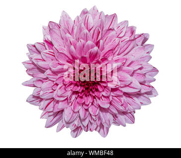 Fleur de chrysanthème mauve isolé sur fond blanc. objet avec chemin de détourage. Banque D'Images