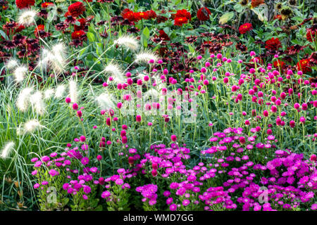 Magnifiques bordures de jardin, fleurs colorées, plantes annuelles mixtes et plantes vivaces dans le lit de fleurs d'été, Pennisetum, Zinnies, Auster pourpre Banque D'Images