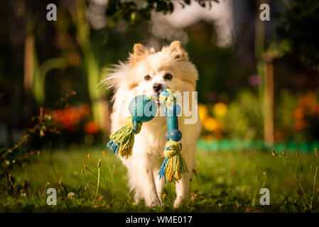 Beau chien blanc - spitz pomeranian Klein de l'extraction d'un jouet d'exécution vers la caméra Banque D'Images