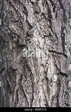 Tronc d'arbre dans les bois Banque D'Images