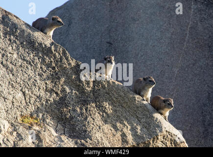 (Procavia capensis Rock Hyrax) Parc national de Serengeti, Tanzanie. Banque D'Images