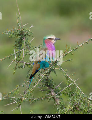 Coracias garrulus European (rouleau), Ndutu Ngorongoro Conservation Area, Serengeti, Tanzanie du sud. Banque D'Images