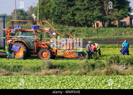 Tarleton, Lancashire. Météo britannique. 5 Septembre, 2019. Conditions ensoleillées pour la récolte des cultures de salades de fin de saison. Les ressortissants de l'UE coupe manuelle et emballage de laitue pour les commandes de supermarché dans la région de Lancashire connu sous le nom de 'Salade' Bol du Royaume-Uni. Dans le cas de l'absence d'accord Brexit, changements de règlements peuvent avoir une incidence sur les entreprises agricoles. Les agriculteurs britanniques peuvent être forcés de quitter des milliers de livres de légumes à pourrir dans leurs champs, en raison d'une baisse du nombre de travailleurs agricoles de l'Union européenne (UE)/AlamyLiveNews MediaWorldImages crédit ; Banque D'Images