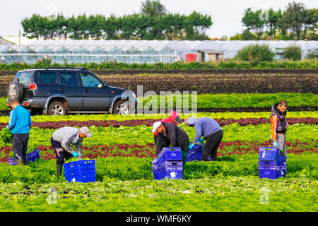 Tarleton, Lancashire. Météo britannique. 5 Septembre, 2019. Conditions ensoleillées pour la récolte des cultures de salades de fin de saison. Les ressortissants de l'UE coupe manuelle et emballage de laitue pour les commandes de supermarché dans la région de Lancashire connu sous le nom de 'Salade' Bol du Royaume-Uni. Dans le cas de l'absence d'accord Brexit, changements de règlements peuvent avoir une incidence sur les entreprises agricoles. Les agriculteurs britanniques peuvent être forcés de quitter des milliers de livres de légumes à pourrir dans leurs champs, en raison d'une baisse du nombre de travailleurs agricoles de l'Union européenne (UE)/AlamyLiveNews MediaWorldImages crédit ; Banque D'Images