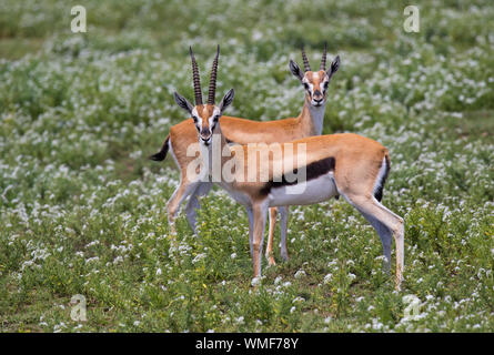 La gazelle de Thomson (Eudorcas thomsonii), Ndutu Ngorongoro Conservation Area, le sud de Serengeti, Tanzanie. Banque D'Images