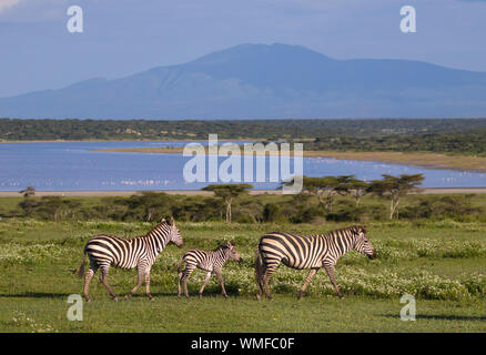 Plaines ou le zèbre de Burchell (Equus quagga) groupe avec en arrière-plan, le lac Ndutu, Ndutu Ngorongoro Conservation Area, le sud de Serengeti, Tanzanie. Banque D'Images