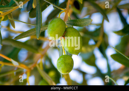 Trois olives vertes dans une branche d'arbre d'olive Banque D'Images
