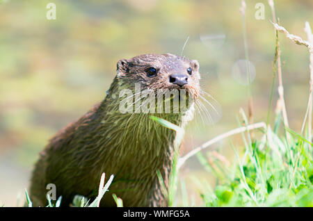 Wild otter sur banque sur un jour d'été Banque D'Images