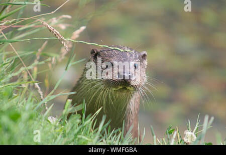 Wild otter sur banque sur un jour d'été Banque D'Images