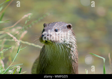 Wild otter sur banque sur un jour d'été Banque D'Images