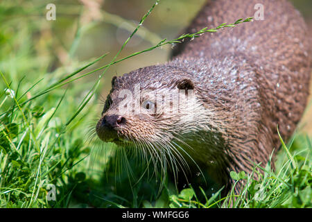 Wild otter sur banque sur un jour d'été Banque D'Images