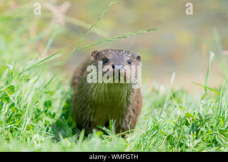 Wild otter sur banque sur un jour d'été Banque D'Images