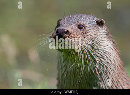 Wild otter sur banque sur un jour d'été Banque D'Images