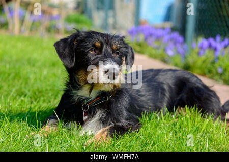 Dog in garden Banque D'Images