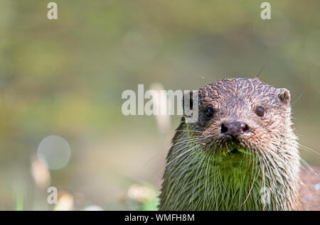 Wild otter sur banque sur un jour d'été Banque D'Images