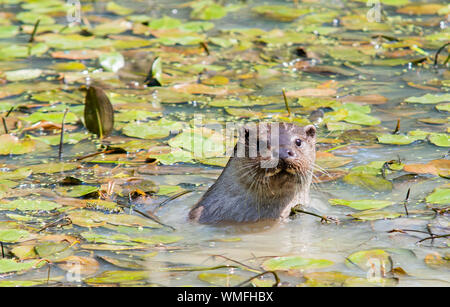 Wild otter sur banque sur un jour d'été Banque D'Images