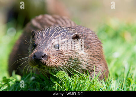 Wild otter sur banque sur un jour d'été Banque D'Images