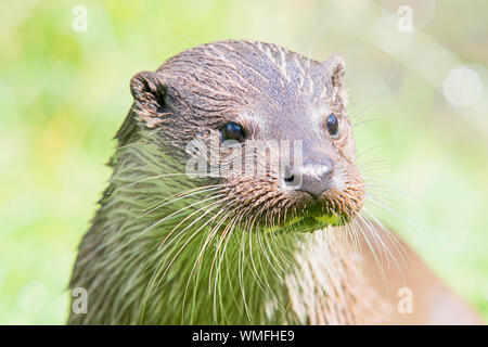 Wild otter sur banque sur un jour d'été Banque D'Images