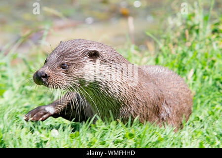 Wild otter sur banque sur un jour d'été Banque D'Images