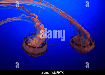 Rayé violet Jelly, Monterey, Californie, en Amérique du Nord, USA, (Chrysaora colorata) Banque D'Images