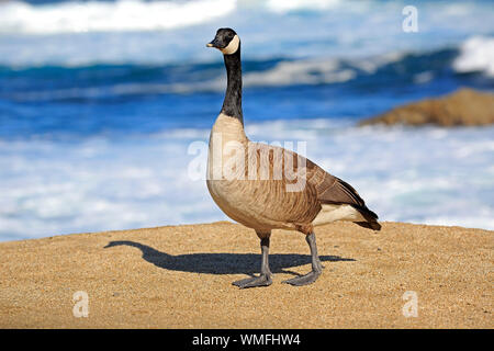 La Bernache du Canada, des profils, Monterey, Californie, en Amérique du Nord, USA, (Branta canadensis) Banque D'Images