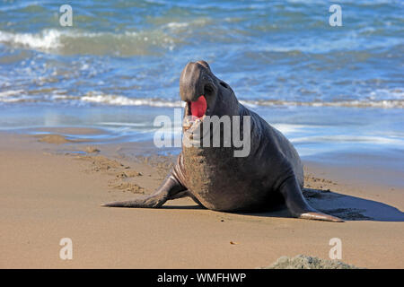 Léphant, mâle adulte, Rookery Piedras Blancas, San Simeon, San Luis Obispo County, Californie, USA, (Mirounga angustirostris) Banque D'Images