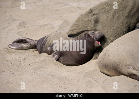 Léphant, jeune, Rookery Piedras Blancas, San Simeon, San Luis Obispo County, Californie, Amérique du Nord, USA, (Mirounga angustirostris) Banque D'Images