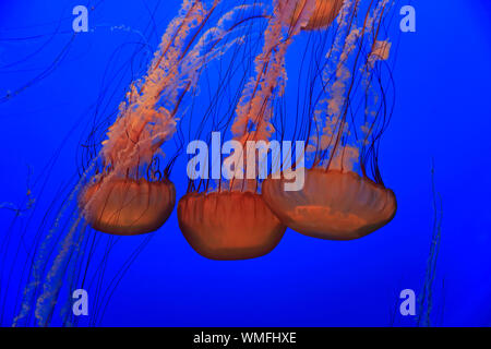 L'ortie de mer, Monterey, Californie, en Amérique du Nord, USA, (Chrysaora fuscescens) Banque D'Images