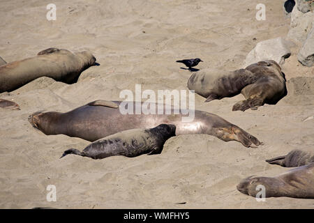 Léphant, femme avec les jeunes de Piedras Blancas, Rookery, San Simeon, San Luis Obispo County, Californie, USA, (Mirounga angustirostris) Banque D'Images